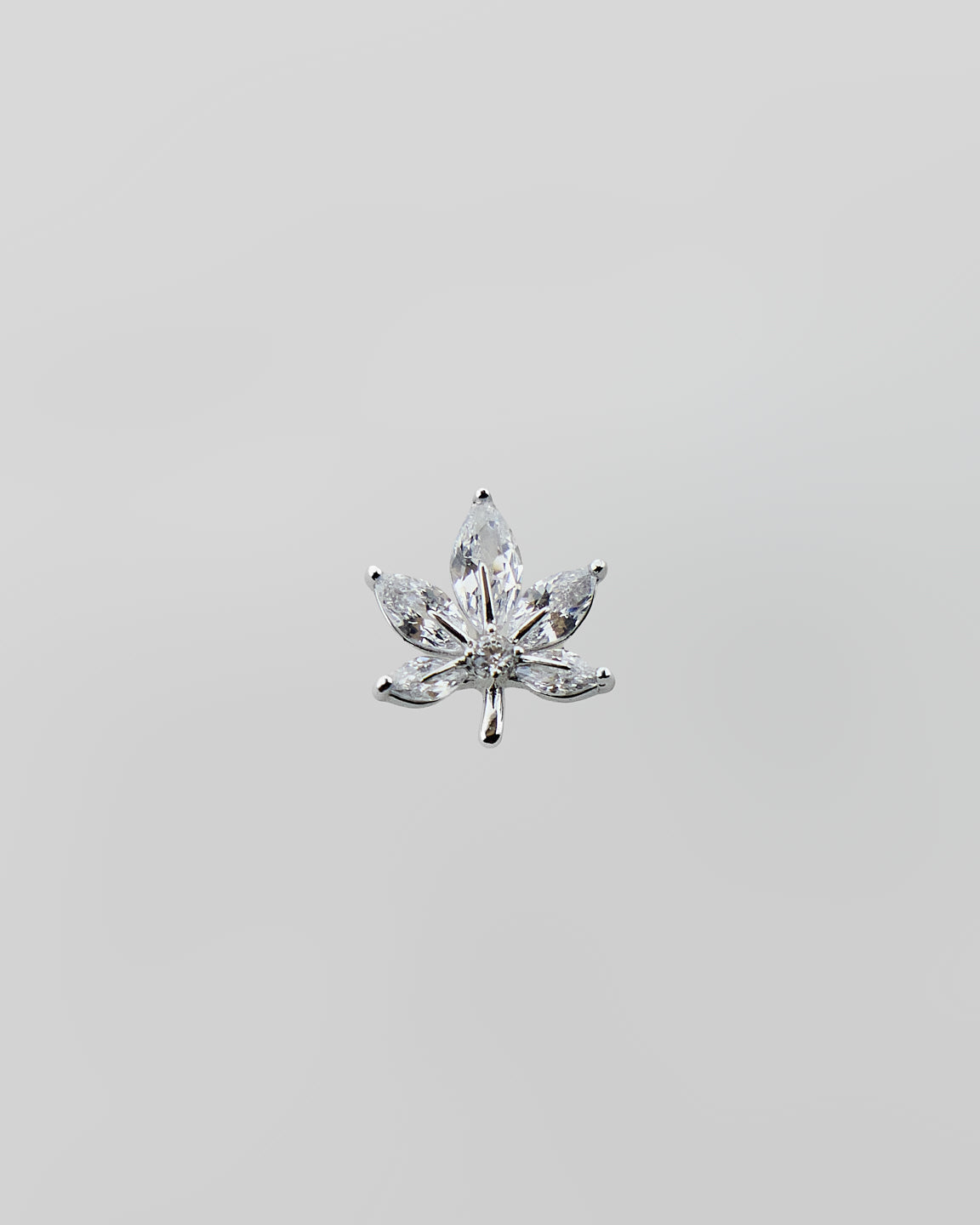 Pervenche de Neige