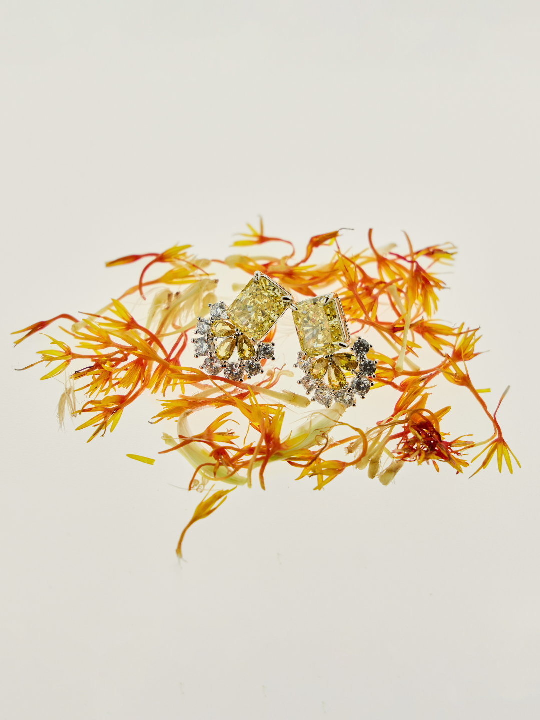 Mimosa d'Hiver